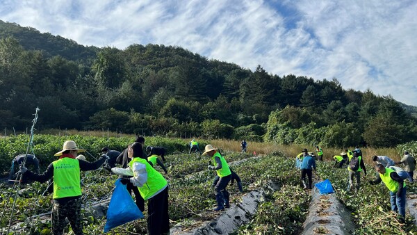 ▲온라인 도박 임직원들이 2일 강원도 홍천군 북방면 폭우 피해농가를 찾아 수해복구 일손돕기를 하고 있다.