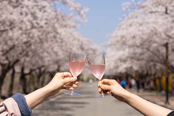 ▲이랜드파크 보증 사이트 추천앤리조트가 인근 봄꽃 명소와 연계한 ‘봄꽃 여행’ 테마 패키지를 다음달 30일까지 선보인다./사진=이랜드파크