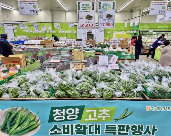 ▲농협경제지주는 15일부터 2주간 청양온라인 검증 사이트 재배 농가를 지원하기 위해 전국 농협하나로마트에서 청양온라인 검증 사이트를 최대 45% 할인 판매한다./사진=농협