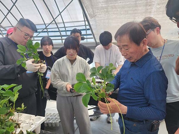 ▲지난달 29일 딸기반 청년농부들이 양평 마이스터 농가에서 실습을 하고 있다.(사진=농협)