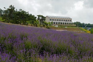보증 사이트